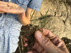 Spergularia canadensis