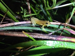 Scinax fuscomarginatus