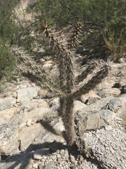 Cylindropuntia thurberi