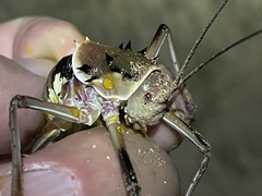 Acanthoplus