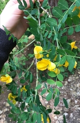 Colutea