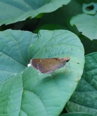 Callimormus saturnus