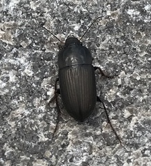 Anisodactylus rusticus