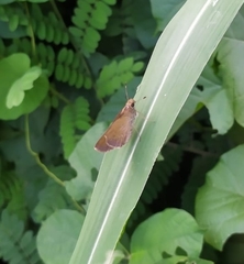 Callimormus saturnus