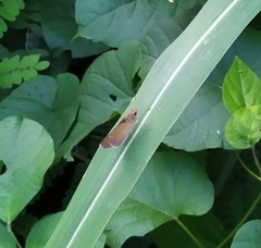 Callimormus saturnus