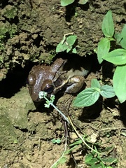 Leptodactylus rhodonotus