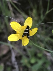 Adela trigrapha