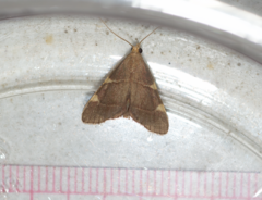 Hypsopygia binodulalis