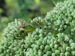 Poecilimon thoracicus