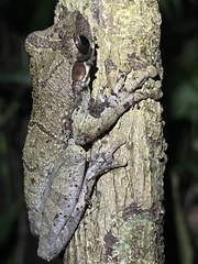Osteocephalus planiceps