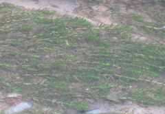 Hydrilla verticillata