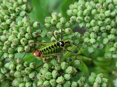 Poecilimon thoracicus