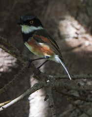 Batis capensis capensis