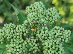 Poecilimon thoracicus