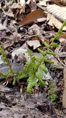 Athyrium asplenioides