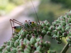 Poecilimon thoracicus