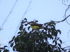 Pitangus sulphuratus