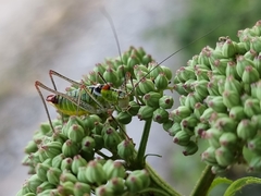 Poecilimon thoracicus