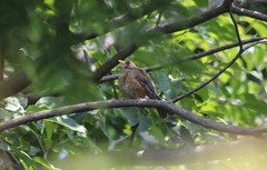 Turdus rufopalliatus