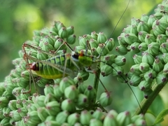 Poecilimon thoracicus