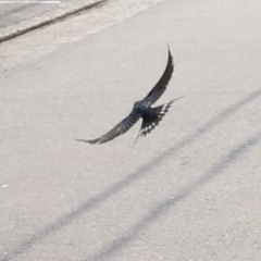 Hirundo rustica