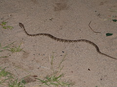 Bothrops diporus