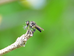 Holopogon phaeonotus