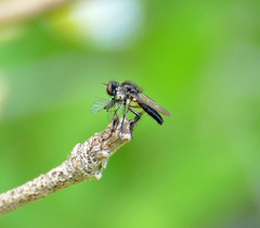 Holopogon phaeonotus