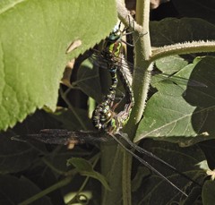 Rhionaeschna planaltica