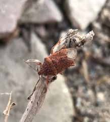 Apodiphus integriceps