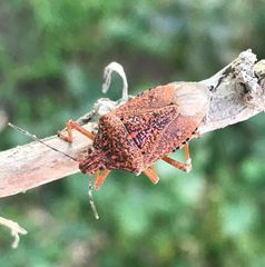 Apodiphus integriceps