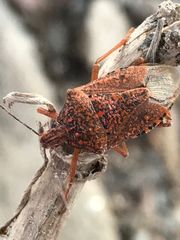 Apodiphus integriceps