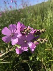 Sidalcea neomexicana