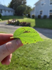 Liriomyza philadelphivora