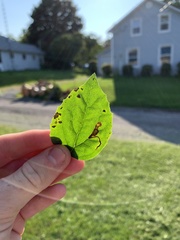 Liriomyza philadelphivora