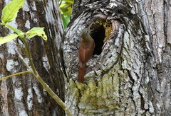 Lepidocolaptes souleyetii