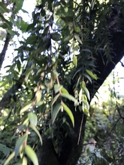 Metrosideros colensoi