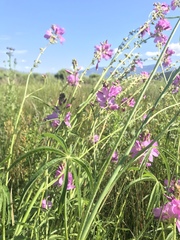 Sidalcea neomexicana