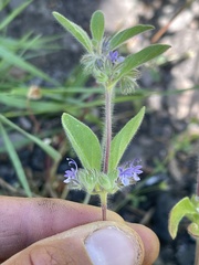 Trichostema oblongum
