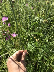 Sidalcea neomexicana