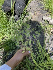 Trichostema oblongum