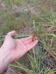 Cyperus ligularis image