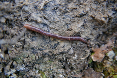 Eisenia