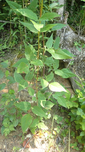 Image of Desmodium cuspidatum by (c) John Abrams, some rights reserved (CC BY)