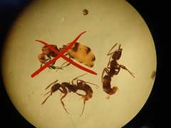 Austroponera castanea