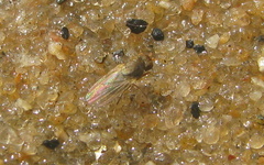 Glenanthe