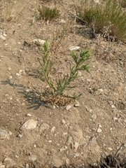 Mentzelia decapetala