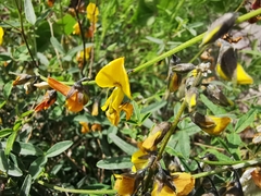 Crotalaria mollicula