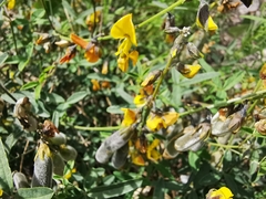 Crotalaria mollicula