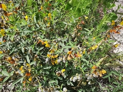 Crotalaria mollicula